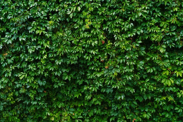 Muro Arbusti Piante Crescita — Foto Stock