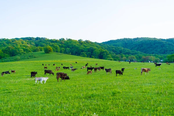 Mucche Pascolano Nel Prato — Foto Stock