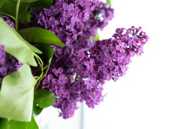 Beyaz arkaplanda leylak dalı