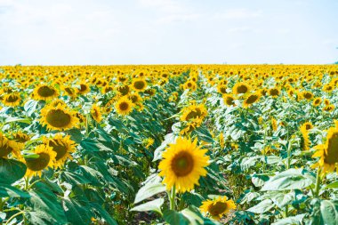 Ayçiçeği tarlasında açan ayçiçekleri