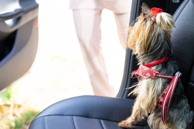 Köpek yolcu koltuğunda oturur.