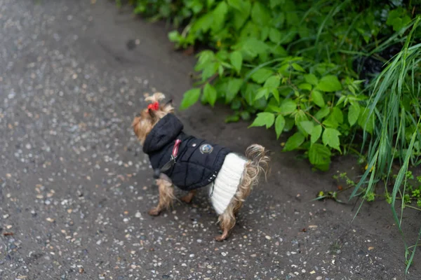 Hund Zieht Sich Für Den Herbst — Stockfoto