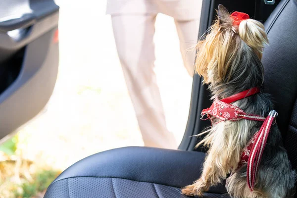 Köpek yolcu koltuğunda oturur.