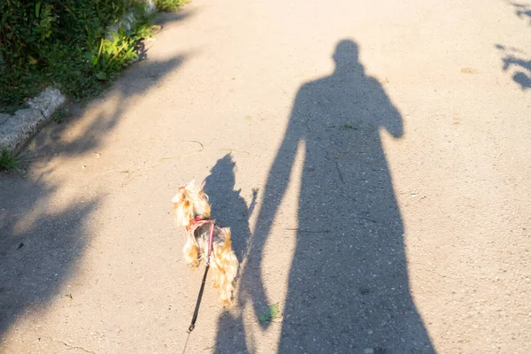 影子在街上遛狗 — 图库照片