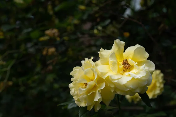 Bahçede büyüyen sarı güller