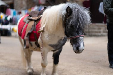 Çocuklara binmek için koşumlu midilli