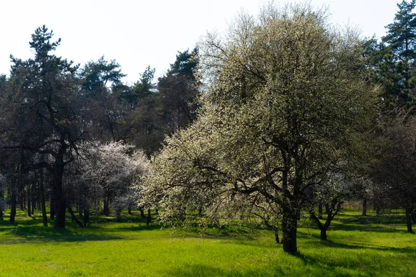 Blommande Träd Ängen — Stockfoto