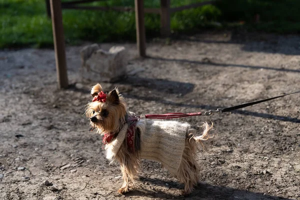 Hund För Promenad Koppel — Stockfoto