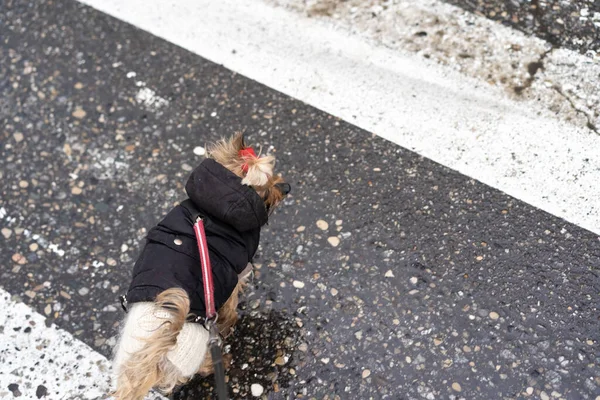 Yorkshire Terrier Kleidung Für Einen Spaziergang — Stockfoto
