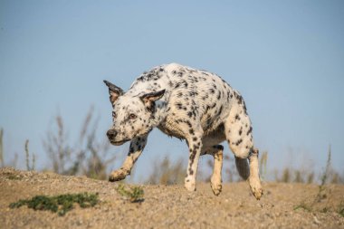 Köpek--dan benim ilk Photoworkshop Lipence Prag