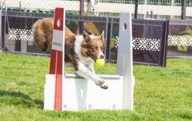 Fotoğraf, Prag, Pesopark 'taki Flyball schampionship' den. İnanılmaz bir deneyimdi. Çok iyi ve hızlıydılar.!