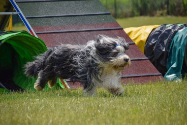 Sakallı kömür ocağı çeviklik yoğun eğitim. Köpek çeviklik sakallı kolie. Harika akşam, özel çeviklik eğitim bir spor yarışması için olan engel
