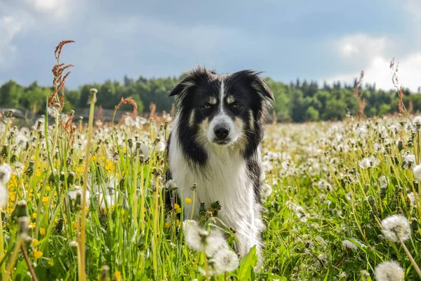 Photo Shooting Liberec Javornk May Amazing Nature Tricolor Border Collie — Stock Photo, Image