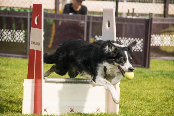 プラハの Pesopark Flyball Schampionship からの写真 私はその犬が大好きです チェコ共和国から最高の犬があった — ストック写真