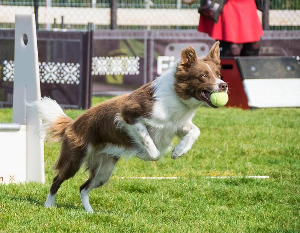 Köpek flyball schampionship Prag üzerinde. Fotoğraf Flyball schampionship içinde Pesopark Prague.nit içinde inanılmaz bir deneyim oldu. Bu köpekleri seviyorum. Çek Cumhuriyeti ve sınır collies bir sürü en iyi köpek