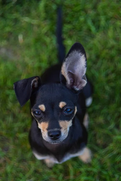 Małe Młode Chihuahua Przez Nazwę Ginger Kolejności Siedzieć — Zdjęcie stockowe