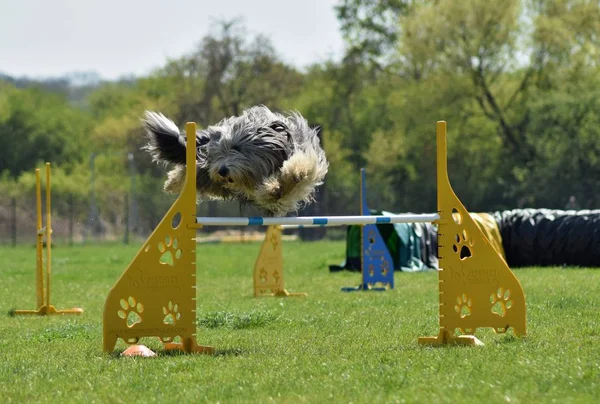 Treinamento Intensivo Agilidade Barbuda Collie Cão Kolie Barbudo Agilidade Noite — Fotografia de Stock