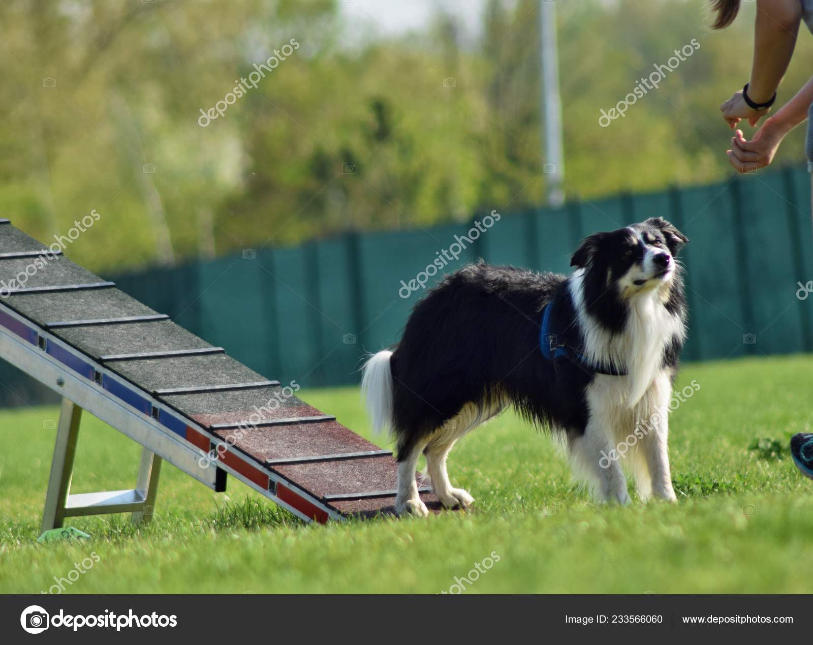 Border Collie Obstacle Course 2018 Border Collie On Agility Field