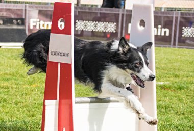 Kenar kömür ocağı flyball schampionship Prag üzerinde. Pesopark Prag Flyball schampionship fotoğraf. Bu köpekleri seviyorum. En iyi köpek Çek Cumhuriyeti üzerinden yapıldı.
