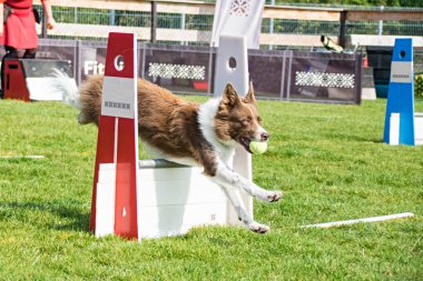 Prag'da flyball czechschampionship üzerinde kırmızı kenar kömür ocağı. Pesopark Prag Flyball schampionship fotoğraf. İnanılmaz bir deneyim oldu. Onlar gerçekten iyi ve hızlı!