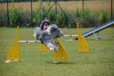 Sakallı kömür ocağı çeviklik yoğun eğitim. Köpek çeviklik sakallı kolie. Harika akşam, özel çeviklik eğitim bir spor yarışması için olan engel