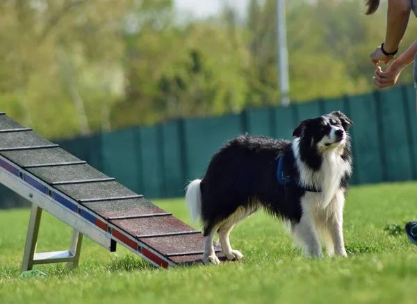 Cane Confine Collie Agilità Zona — Foto Stock