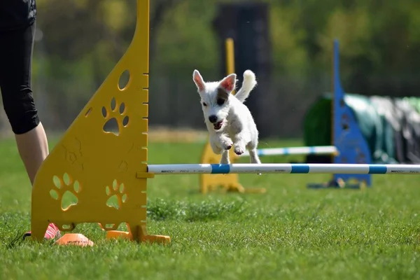 Pes Jack Russel Agility Úžasný Večer Překážka Soukromé Hbitost Kurz — Stock fotografie