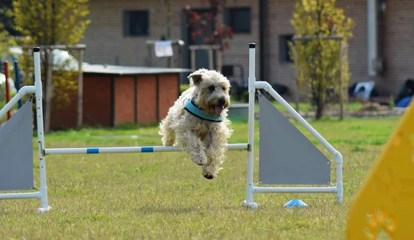 Dog,Spanish Water dog in agility. Amazing evening, Hurdle having private agility training for a sports competition