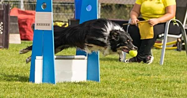 Kenar kömür ocağı flyball schampionship Prag üzerinde. Pesopark Prag Flyball schampionship fotoğraf. Bu köpekleri seviyorum. En iyi köpek Çek Cumhuriyeti üzerinden yapıldı.