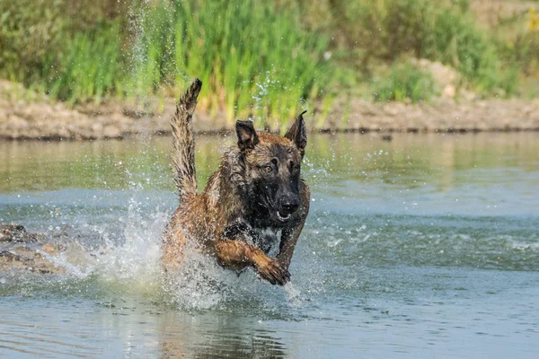 Chien Berger Belge Malinois Atelier Photo Chien Dans Incroyable Atelier — Photo