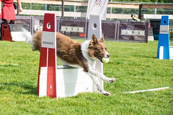 Prag'da flyball czechschampionship üzerinde kırmızı kenar kömür ocağı. Pesopark Prag Flyball schampionship fotoğraf. İnanılmaz bir deneyim oldu. Onlar gerçekten iyi ve hızlı!
