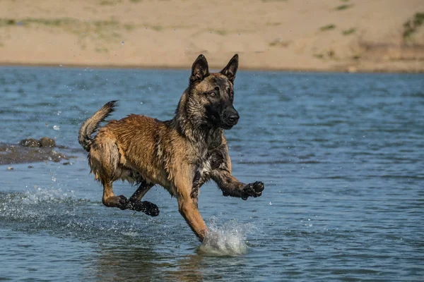 Chien Berger Belge Malinois Atelier Photo Chien Dans Incroyable Atelier — Photo