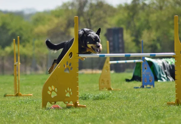 Hond Opleiding Agility Intensieve Geweldige Avond Hindernis Hebben Privé Behendigheid — Stockfoto