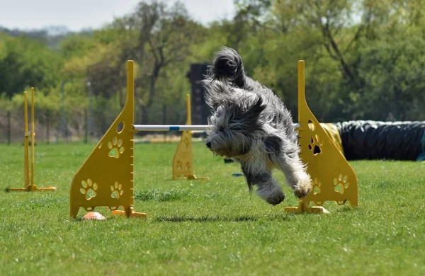 Hond Bebaarde Kolie Agility Geweldige Avond Hindernis Hebben Privé Behendigheid — Stockfoto