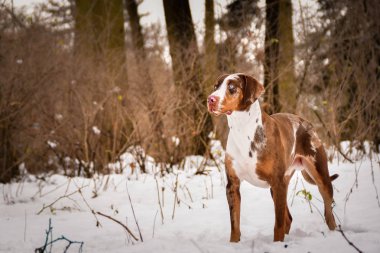 Catahoula Leopar Köpeği 'nin fotoğrafı. Konopiste 'deki üçüncü fotoğraf atölyemden. İnanılmaz bir deneyimdi. Kardaki köpekleri severim..