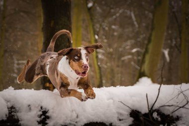 Catahoula leopar köpeği fotoğraf olarak atlama. Benim üçüncü Photoworkshop Konopiste üzerinde fotoğraf. İnanılmaz bir deneyim oldu. Kar köpekleri seviyorum.