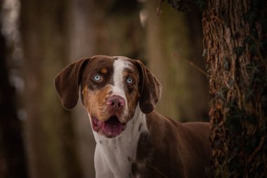 Catahoula leopar köpeği portresi. Benim üçüncü Photoworkshop Konopiste üzerinde fotoğraf. İnanılmaz bir deneyim oldu. Kar köpekleri seviyorum.