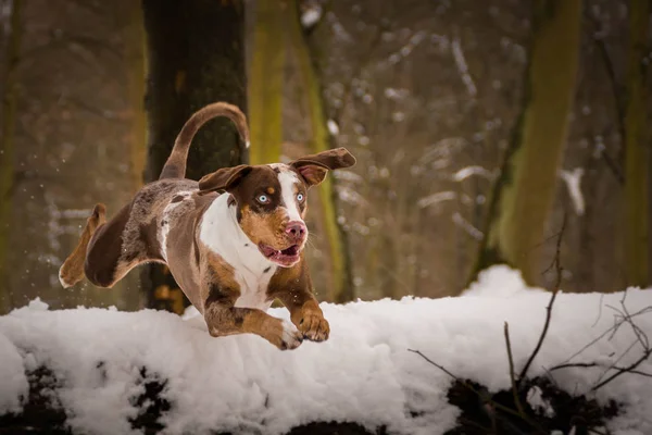 Catahoula leopar köpeği fotoğraf olarak atlama. Benim üçüncü Photoworkshop Konopiste üzerinde fotoğraf. İnanılmaz bir deneyim oldu. Kar köpekleri seviyorum.