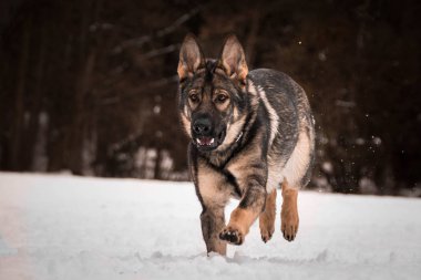 Benim üçüncü Photoworkshop Konopiste tarihinde Alman çoban fotoğraf fotoğraf. İnanılmaz bir deneyim oldu. Kar köpekleri seviyorum.
