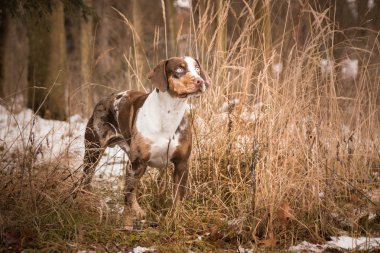 Catahoula leopar köpeği çim. Benim üçüncü Photoworkshop Konopiste üzerinde fotoğraf. İnanılmaz bir deneyim oldu. Kar köpekleri seviyorum.