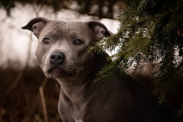 Retrato Staffordshire Bull Terrier Bajo Abeto Staffordshire Bull Terrier Foto —  Fotos de Stock