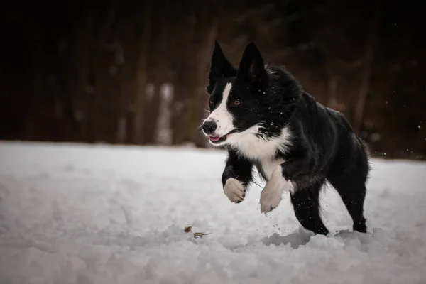 Running black and white border collie. Black and white border collie. Photo from my third Photoworkshop on Konopiste. It was amazing experience. I love dogs on snow.