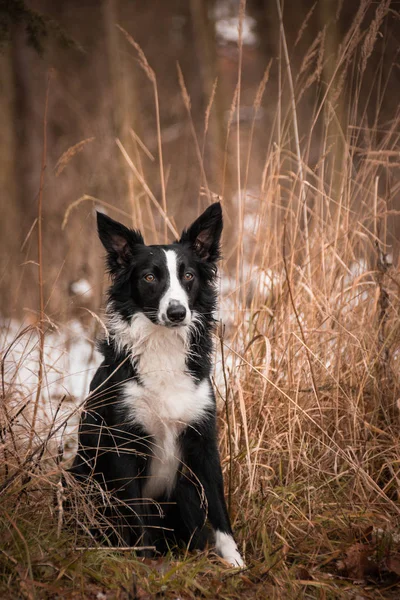 Border collie in grass. Black and white border collie. Photo from my third Photoworkshop on Konopiste. It was amazing experience. I love dogs on snow.