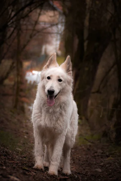 Retrato Perro Pastor Suizo Blanco Que Está Pie Bosque Profundo —  Fotos de Stock