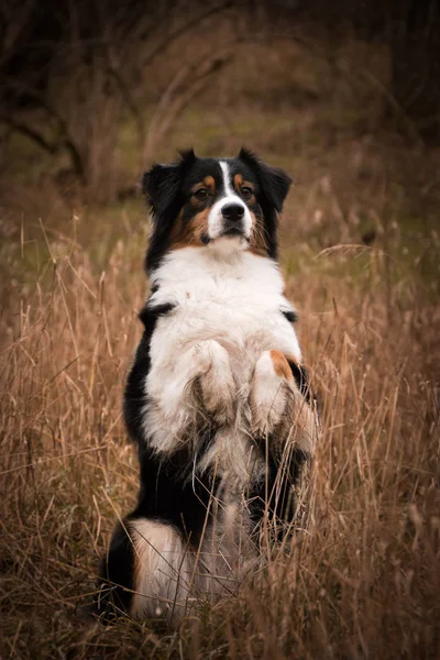 Australisk Herde Hund Sitter Vass — Stockfoto