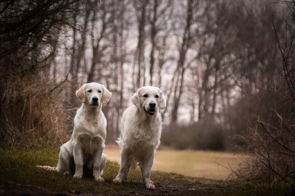 Labrador are standing in front of forest, mysterious atmosphere