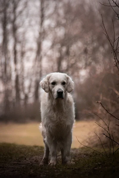 Labrador is standing in front of forest, mysterious atmosphere