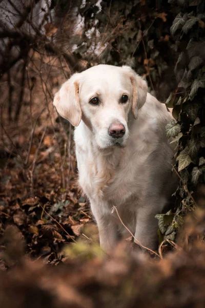 Potrtait Labrador Kogo Siedzi Bluszczu Photoshooting Małym Czeskim Mieście Kou — Zdjęcie stockowe