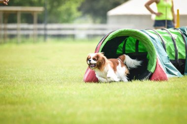 Çeviklik tünelinde köpek kral Charles Spaniel. Çek çeviklik yarışmasında inanılmaz bir gün. Onlar orta uzman a2 anlamına gelir