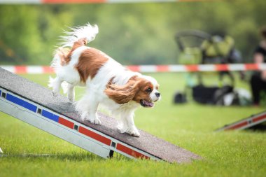 Köpek, Kral Charles Spaniel çeviklik içinde. Köpek, Çekiç çeviklik yarışmasında inanılmaz bir gün.. 